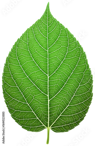 Close-up of a Vibrant Green Leaf on White Background, transparent background png