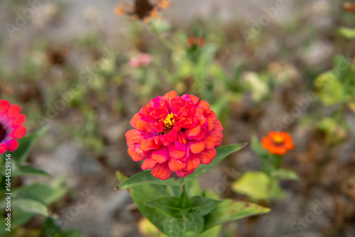 Vibrant zinnia flower photograph for nature print design botanical wallpaper and garden style