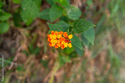Vibrant lantana flower graphic illustration for botanical poster or t-shirt design urban streetwear