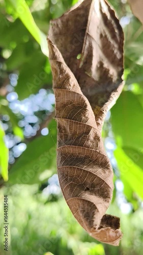 A small spider is moving on a leaf.