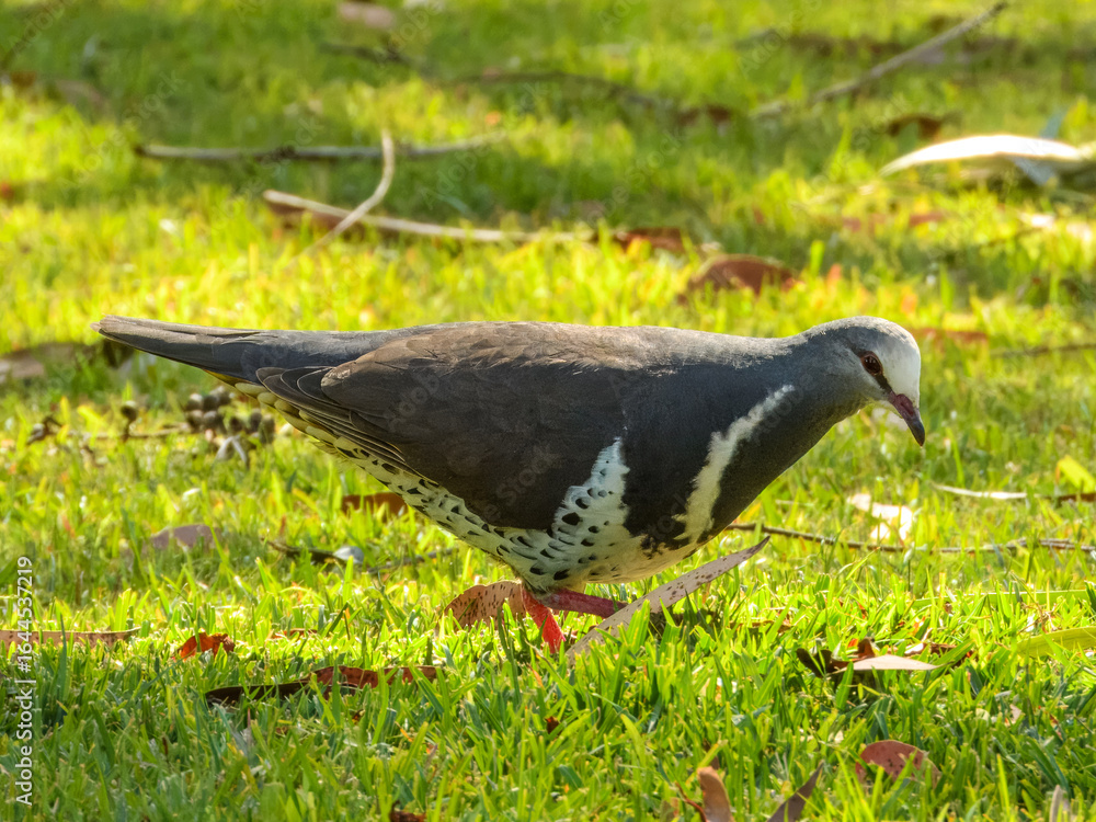 Fototapeta premium Wonga Pigeon (Leucosarcia melanoleuca) in Australia 