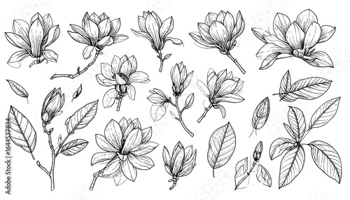 Elegant magnolia blossoms and foliage in a delicate line art illustration