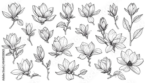 Elegant magnolia flower illustration with delicate line work and botanical details