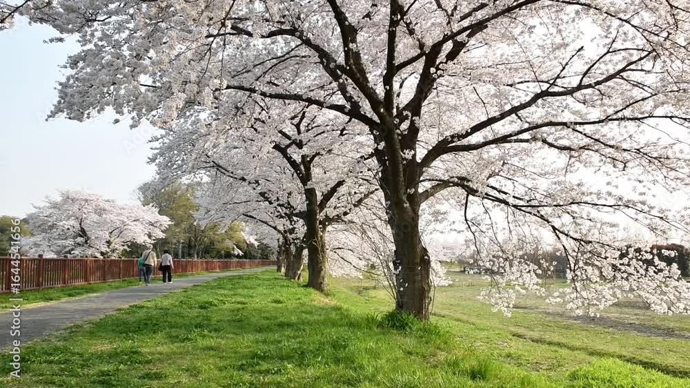 桜の並木 桜の並木