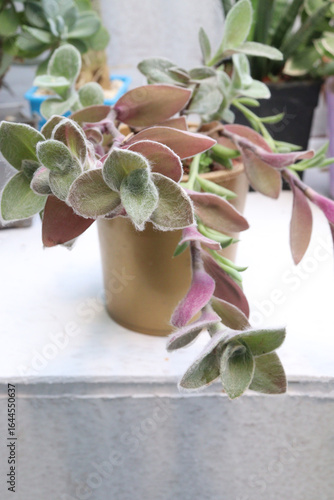 Tradescantia sillamontana leaf and succulent plant