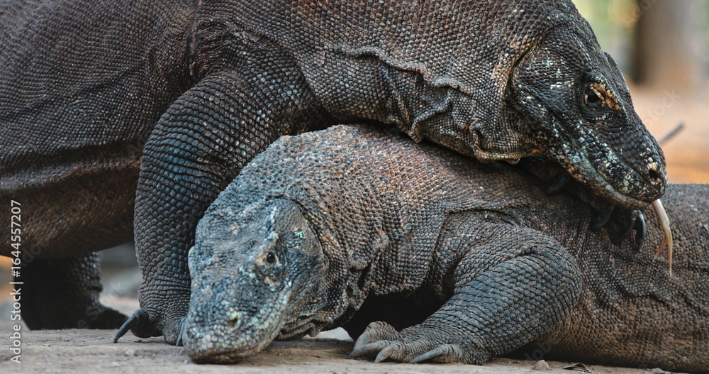 Obraz premium Two Komodo dragons are interacting on Rinca Island, within the Komodo National Park, Indonesia, showcasing their unique behavior in their natural habitat