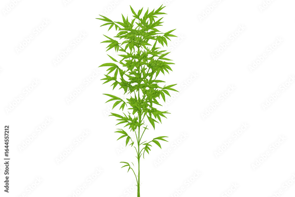 Fototapeta premium Green bamboo plant growing with transparent background