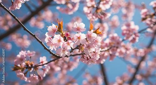 Cherry blossoms bloom against a clear blue sky