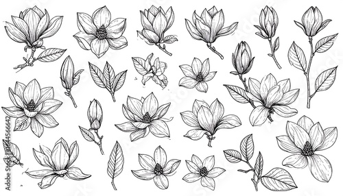 Delicate monochrome line art: an assortment of magnolia blossoms in full bloom