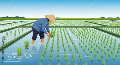Asian Rice Farmer Planting Seedlings on Paddy Field Under Sunny Sky