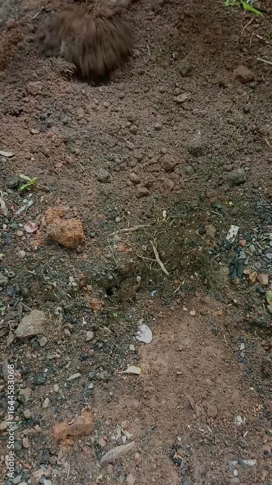 custom made wallpaper toronto digitalAfrican tilling black soil land for farming at backyard garden. Preparation of soil before planting. Loosening, digging, turning over the earth. Creating favorable environment for seed germination.