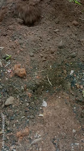 Wallpaper Mural African tilling black soil land for farming at backyard garden. Preparation of soil before planting. Loosening, digging, turning over the earth. Creating favorable environment for seed germination. Torontodigital.ca