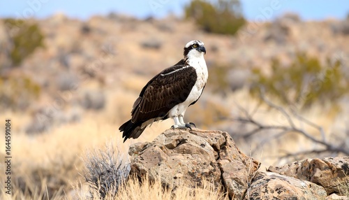 Wallpaper Mural Majestic osprey perched atop rocky outcrop in arid desert landscape under expansive sky Torontodigital.ca