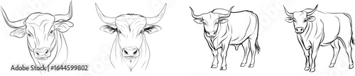 On a white isolated background, the subject is a bull accompanied by a continuous line