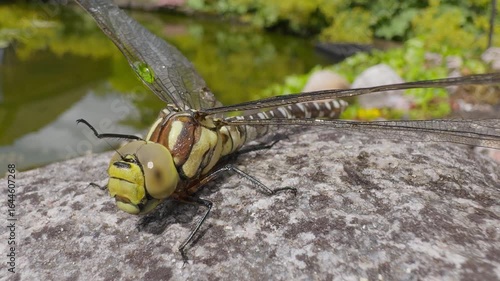 Dragonfly rescued from pond dries wings and cleans eyes with legs – macro close-up on rock, summer garden