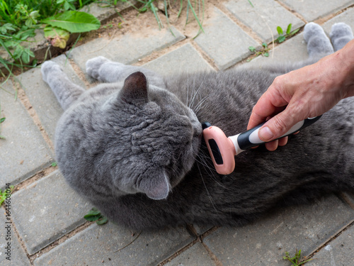 Combing a cat with a comb. Professional cat comb brush dematting. Undercoat comb rake tool. Quickly and easily remove your pets loose hair