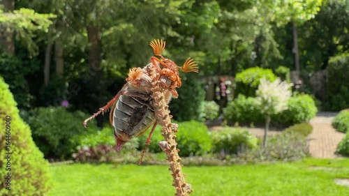 Cockchafer beetle climbs twig, gets tangled in spider silk, approached by baby spiders – macro close-up in summer garden, camera follows insect