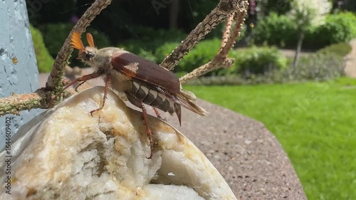 Cockchafer beetle walks over rock and climbs onto twig – macro close-up in summer garden, camera tracks movement