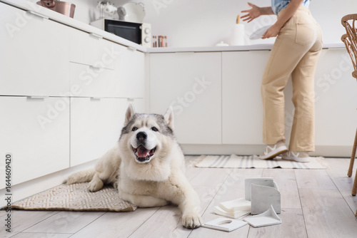 Naughty dog near broken nap...