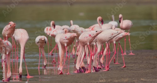 Wide of flamboyance of Lesser flamingo (Phoenicopterus minor) wading on edge of water and ground in afternoon in Kenya