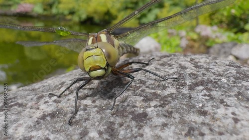 Rescued dragonfly sits on rock trembling wings to dry before flight – macro close-up in summer garden