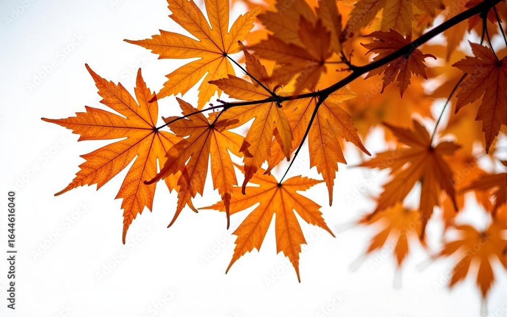 The golden orange brown colour of maple tree leaves in autumn. Winter tree canopy foliage isolated against a flat background. High quality The golden orange brown colour of maple tree leaves in autumn. Winter tree canopy foliage isolated against a flat background. High quality