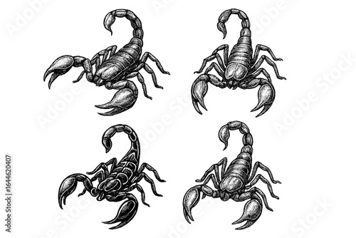 Detailed Scorpions Line Illustrations in Various Poses and Styles, Perfect for Tattoos, Logos, Icons, Vector Art on Transparent Background