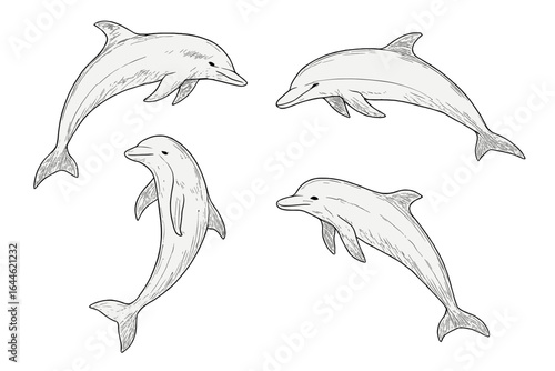 Dolphin outline set. Hand drawn dolphin sketch. Marine mammal vector illustration. Sea animal icon collection. Ocean wildlife graphic. Aquatic nature drawing. Bottlenose.