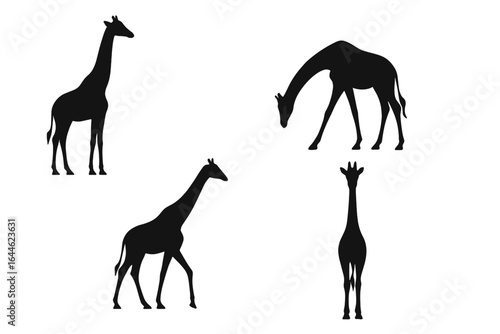Giraffe silhouette vector illustration set. Collection of African wildlife animal in various poses. Standing, walking, and drinking giraffe icons for safari or zoo design.