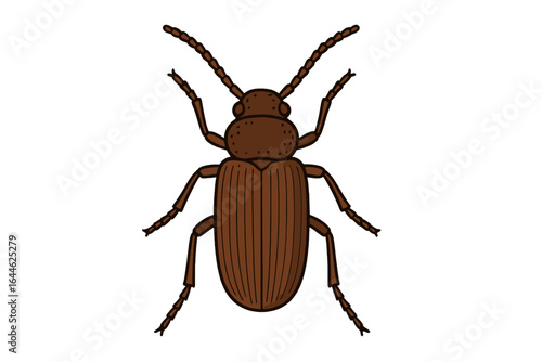 Confused flour beetle vector illustration. Insect, bug, pest control concept. Biology, entomology, and zoology graphic. Top view of a brown grain beetle isolated.