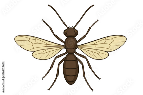 Flying ant or termite alate vector illustration. Detailed insect anatomy for entomology, biology, and educational designs. Pest control concept with bug, queen ant. Top view.