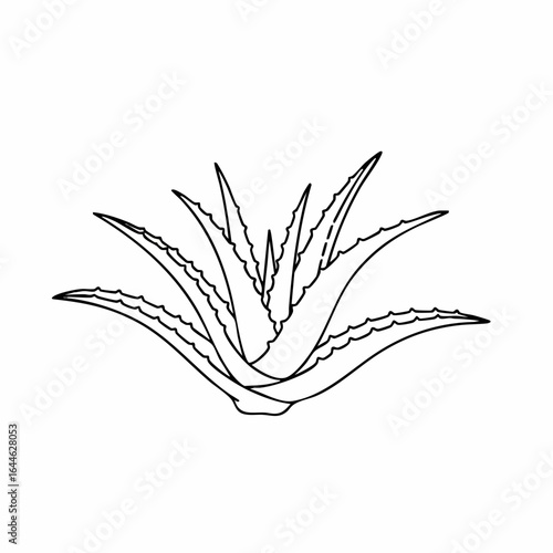 Detailed Black and White Line Art of Aloe Vera Plant