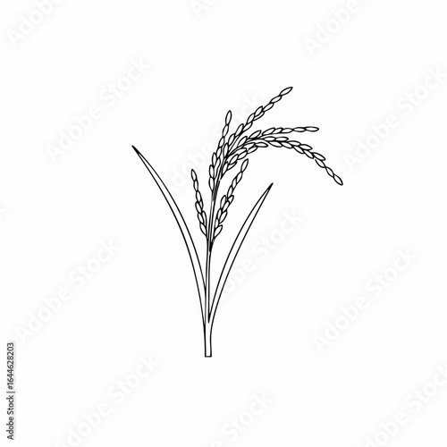 Detailed Line Art Illustration of Rice Plant with Grain and Leaves