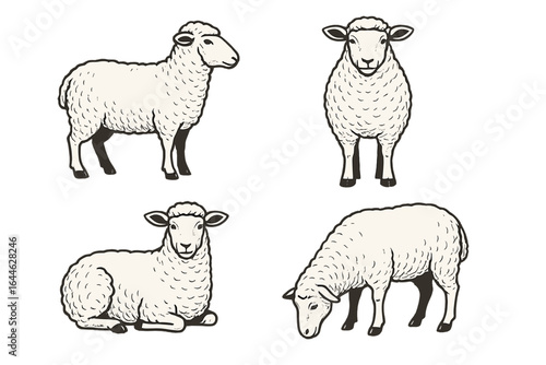 Sheep vector illustration set for agriculture, farming. Livestock animal collection in diverse poses. Lamb for wool industry. Hand-drawn farm animal design elements.