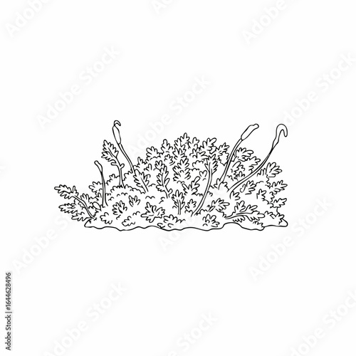 Detailed line art of moss with sporophytes, botanical illustration