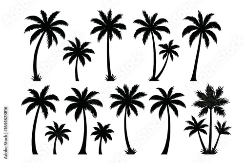 Set of black palm tree silhouettes. Tropical coconut trees vector collection. Isolated exotic island plant elements for summer beach design. Botanical nature graphics.