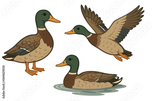 Vector set of male mallard ducks in different poses. Standing, flying, swimming drake bird. Wild animal waterfowl character for nature design. Cartoon isolated illustration.