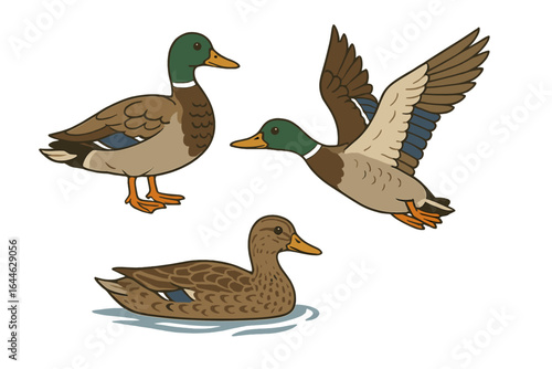 Vector set of mallard ducks. Male drake and female duck in different poses: standing, flying, and swimming. Wild bird, waterfowl illustration for nature and wildlife design.
