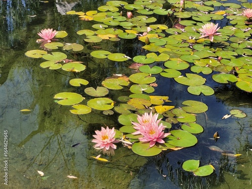 Pink water lilies pond