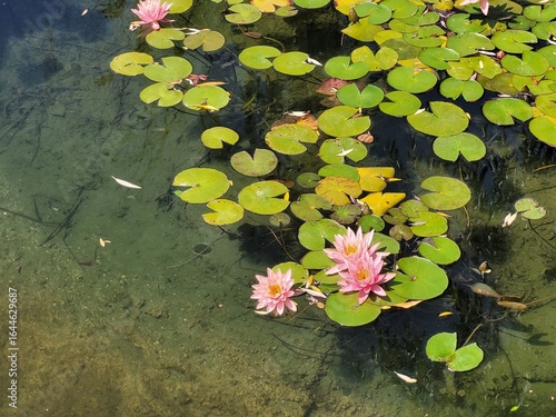 Water lilies in the pond