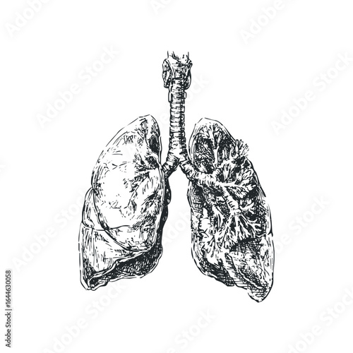 Detailed Sketch of Human Lungs and Trachea on White Background