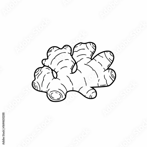 Detailed Black and White Illustration of Fresh Ginger Root
