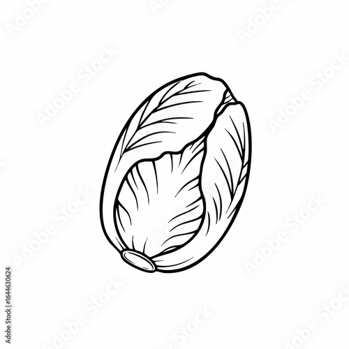 Detailed Black and White Illustration of a Cabbage Head