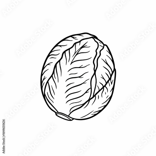 Detailed Line Art Illustration of a Compact Cabbage Head with Prominent Veins