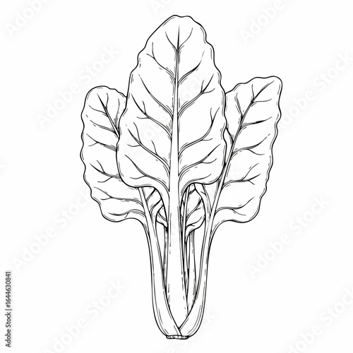 Detailed line art illustration of chard with prominent leaf veins and sturdy stalks