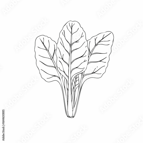 Detailed line art of three spinach leaves with prominent veins and stems