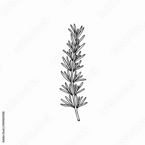 Hand-drawn rosemary sprig with detailed needle-like leaves and a short stem