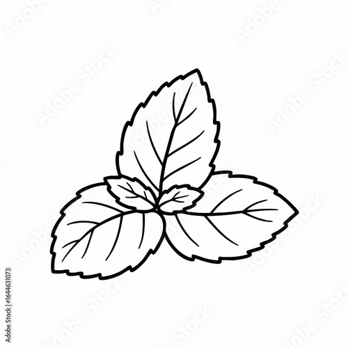 Detailed Black and White Illustration of Fresh Mint Leaves