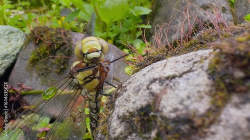 Dragonfly cleans eyes with legs and turns head – extreme macro close-up of insect grooming behavior
