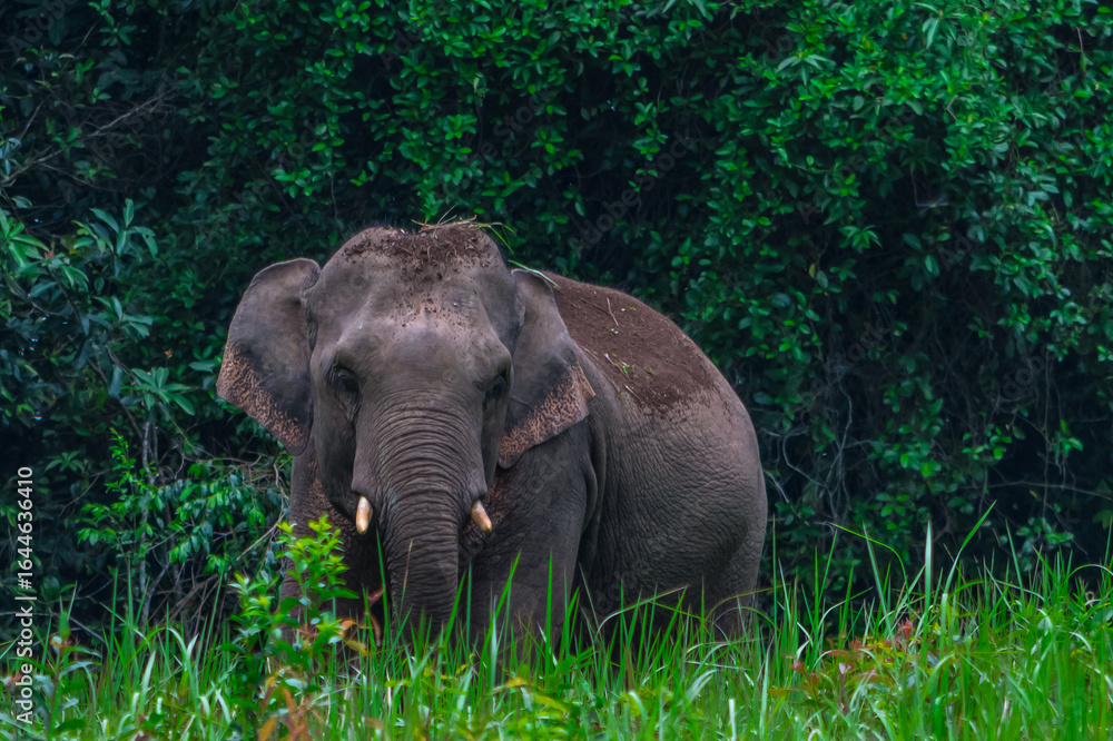 Fototapeta premium Title: Elephants are large mammals and are the largest land animals. Wild elephants eat plants. They are big, have a small head, big legs, and have a trunk that reaches to the ground. That trunk is th